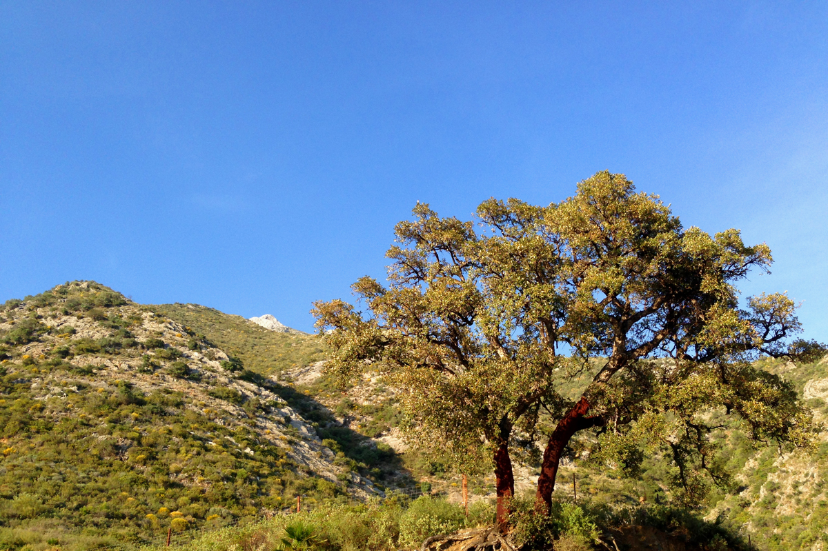 Walking by the Costa del Sol hills